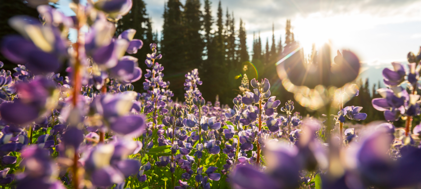 Wilde planten - Planten - Bloemen