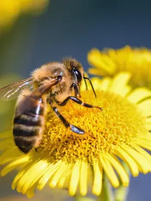 Natuur